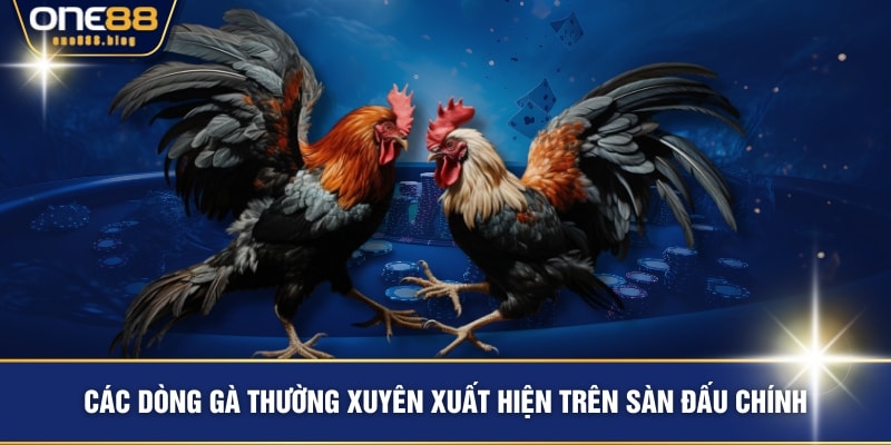 Các dòng gà thường xuyên xuất hiện trên sàn đấu chính