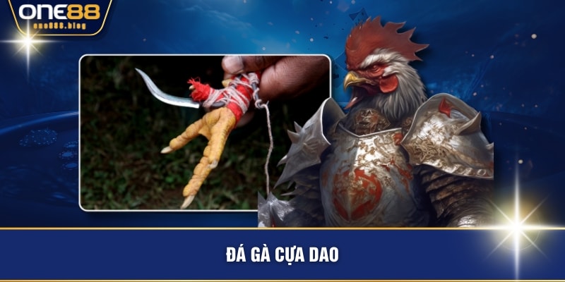 Đá gà cựa dao